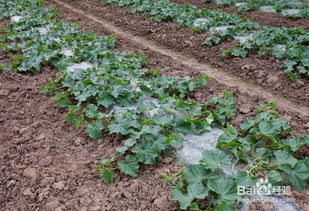 西瓜栽培環境條件與谷物加工產品的綜合分析