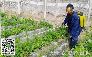 葉面肥濃度調整與常用濃度指南 助力谷物產品加工增產