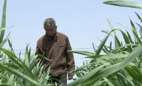 探訪農博士新公社成員植物工廠 谷類作物的科技革新之旅