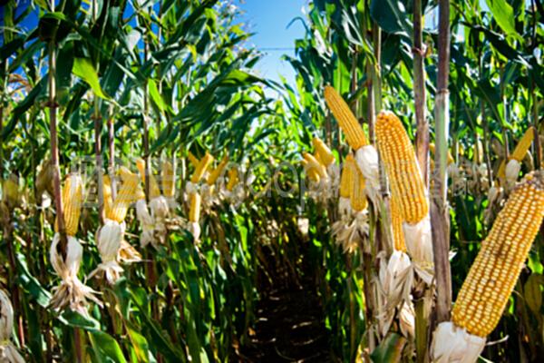 從田間到餐桌 玉米作物的現代化加工與谷物產品創新