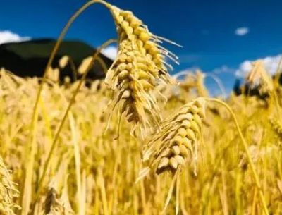 探秘藏域NO.79 藏式素食中的養生之道——加工谷物產品的智慧